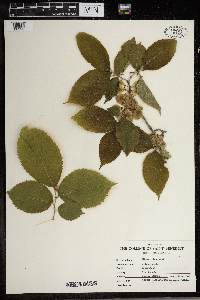 Ulmus rubra image