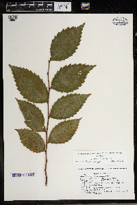 Ulmus rubra image