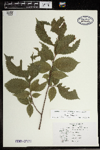 Ulmus americana image