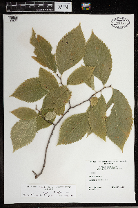 Ulmus americana image