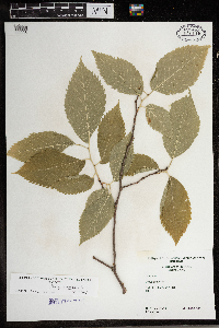 Ulmus americana image