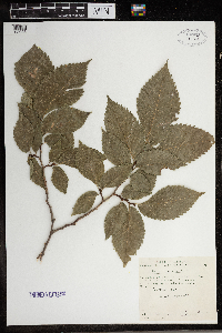 Ulmus americana image