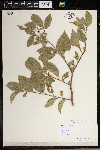 Ulmus americana image