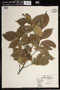 Ulmus americana image