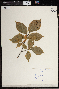 Ulmus americana image