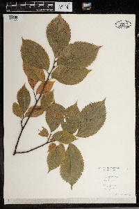Ulmus americana image
