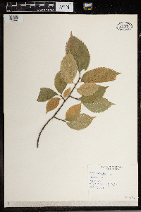 Ulmus americana image