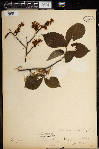 Ulmus americana image