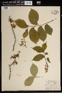 Ulmus americana image
