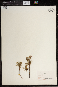 Ulmus americana image