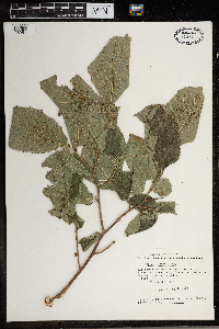 Ulmus americana image