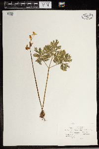Dicentra cucullaria image