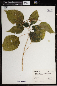 Laportea canadensis image