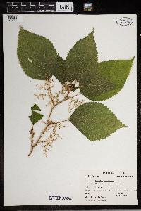 Laportea canadensis image