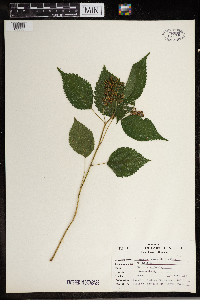 Laportea canadensis image