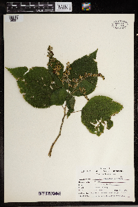 Laportea canadensis image