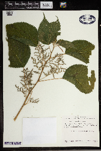 Laportea canadensis image