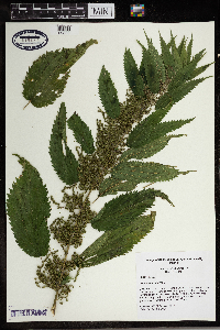 Laportea canadensis image