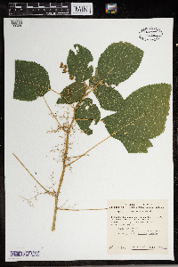 Laportea canadensis image