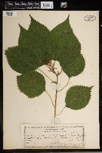 Laportea canadensis image
