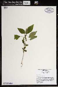Parietaria pensylvanica image