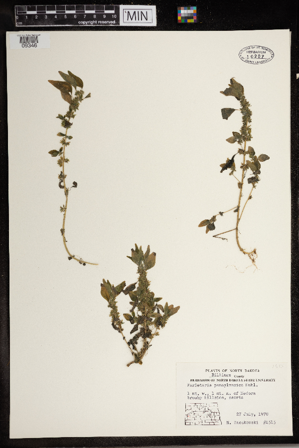 Parietaria pensylvanica image