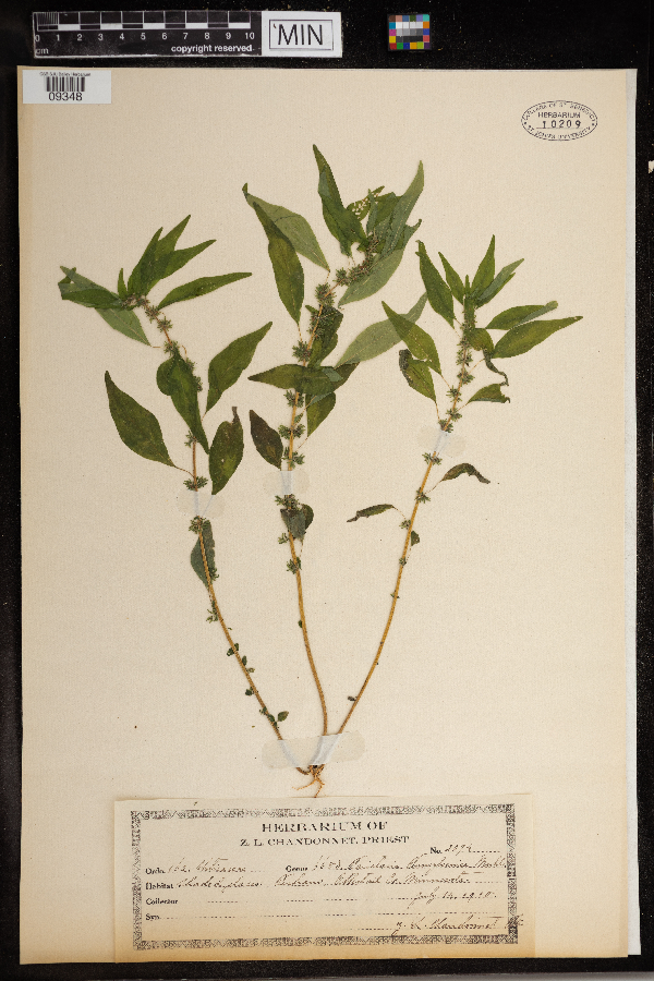 Parietaria pensylvanica image