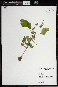 Pilea pumila image