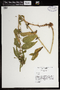 Urtica dioica image