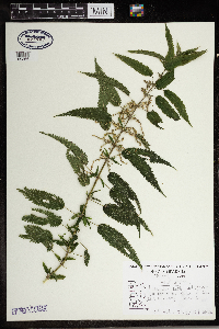 Urtica dioica image