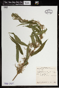 Urtica dioica image