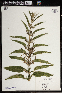 Urtica dioica image