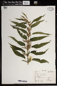 Urtica dioica image