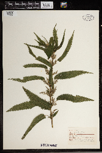 Urtica dioica image