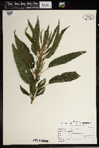 Urtica dioica image