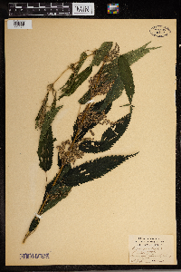 Urtica dioica image