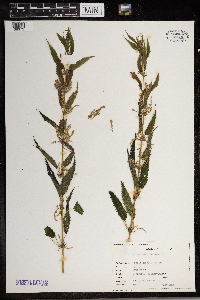 Urtica dioica image