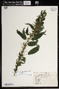 Urtica dioica image