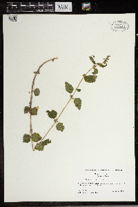 Urtica chamaedryoides image