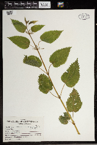 Urtica dioica image