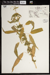 Urtica dioica image