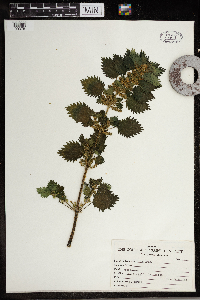 Urtica urens image