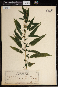 Urtica dioica image