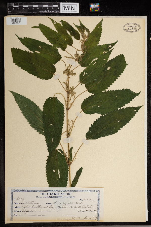 Urtica dioica image
