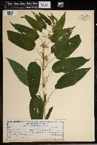 Urtica dioica subsp. gracilis image