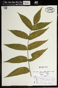 Juglans nigra image