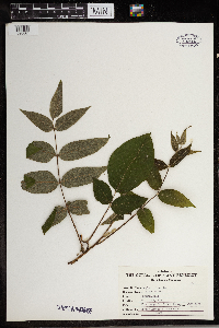 Juglans nigra image