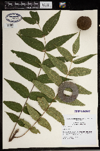 Juglans nigra image