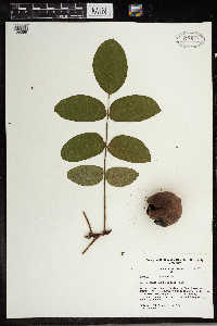 Media resource of Juglans regia