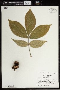 Carya ovata image